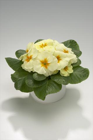 Photos von Blumenvarianten benutzt als: Ampel/Topf Primula acaulis, veris, vulgaris Mega Cream