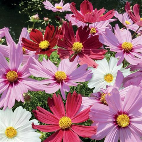 Photos von Blumenvarianten benutzt als: Topf, Beet, Terrasse Cosmos bipinnatus Casanova Mix
