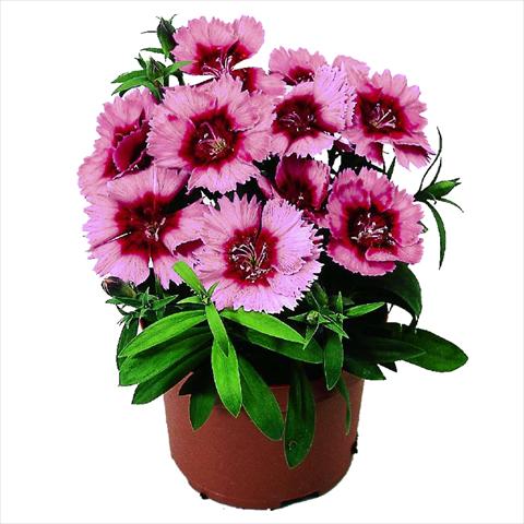 Photos von Blumenvarianten benutzt als: Topf und Beet Dianthus chinensis F1 Diana Crimson Picotee