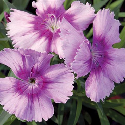 Photos von Blumenvarianten benutzt als: Topf und Beet Dianthus chinensis F1 Diana Lavender Picotee