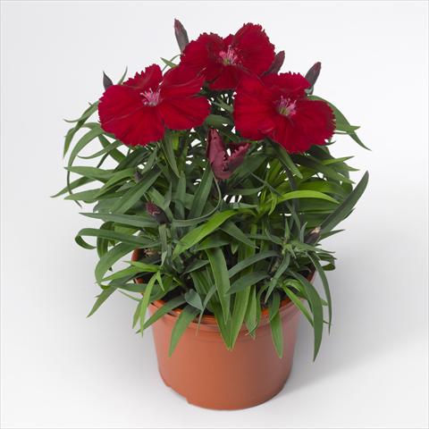 Photos von Blumenvarianten benutzt als: Topf und Beet Dianthus chinensis F1 Venti Parfait Crimson