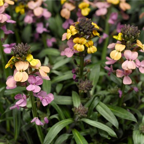 Photos von Blumenvarianten benutzt als: Topf, Beet, Terrasse Erysimum linifolium Super Bowl Sunset