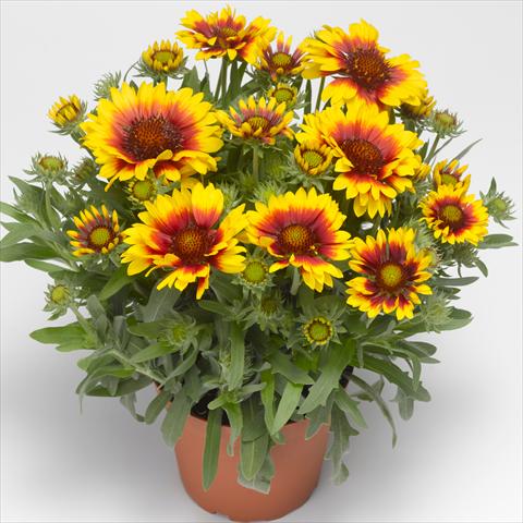 Photos von Blumenvarianten benutzt als: Topf, Beet, Terrasse Gaillardia aristata Sunrita™