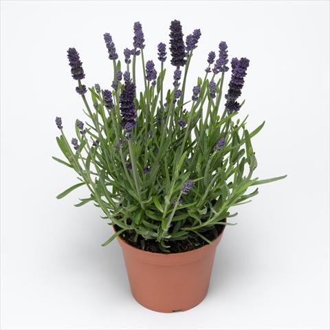 Photos von Blumenvarianten benutzt als: Topf, Beet, Terrasse Lavandula angustifolia Aromatico™ Blue Improved