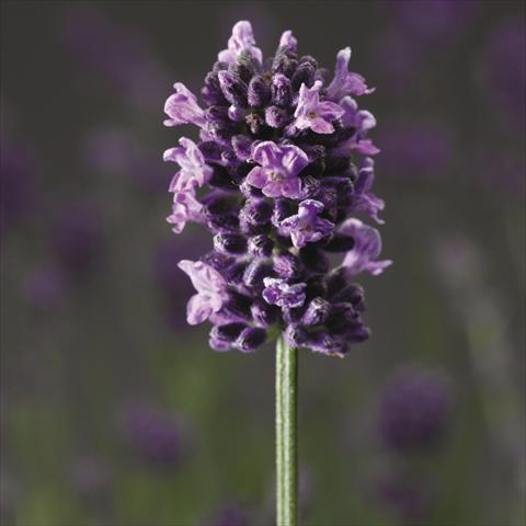 Photos von Blumenvarianten benutzt als: Topf, Beet, Terrasse Lavandula angustifolia Blue Scent®