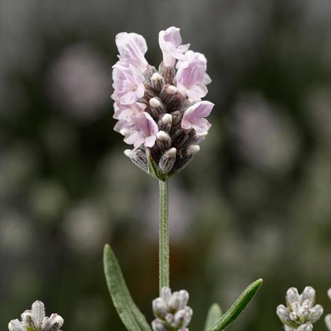 Photos von Blumenvarianten benutzt als: Topf, Beet, Terrasse Lavandula angustifolia White Scent® Early