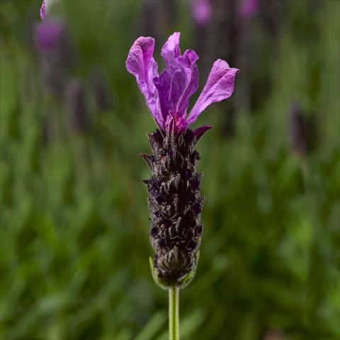 Photos von Blumenvarianten benutzt als: Topf, Beet, Terrasse Lavandula stoechas Javelin™ Forte Deep Purple