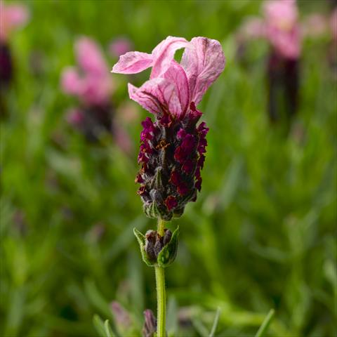 Photos von Blumenvarianten benutzt als: Topf, Beet, Terrasse Lavandula stoechas Javelin™ Forte Deep Rose