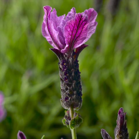 Photos von Blumenvarianten benutzt als: Topf, Beet, Terrasse Lavandula stoechas Javelin™ Forte Forte Purple