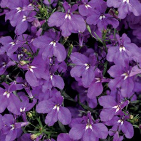 Photos von Blumenvarianten benutzt als: Topf, Beet, Terrasse Lobelia erinus Laguna® Trailing Violet Imp