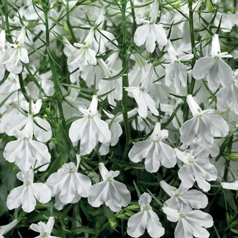 Photos von Blumenvarianten benutzt als: Topf, Beet, Terrasse Lobelia erinus Techno Up White