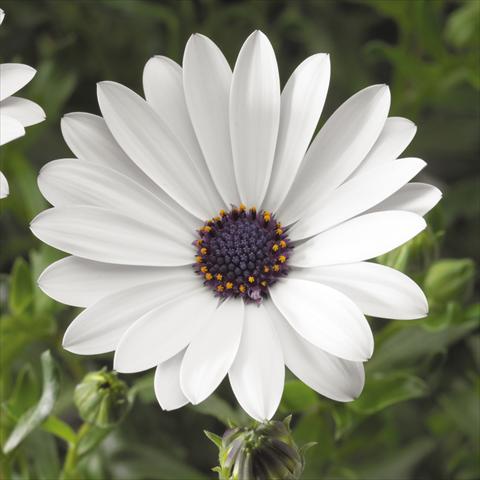 Photos von Blumenvarianten benutzt als: Topf, Beet, Terrasse Osteospermum ecklonis Tradewinds® White Improved