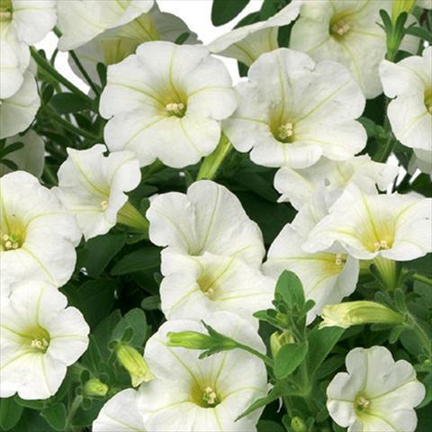 Photos von Blumenvarianten benutzt als: Topf, Beet, Terrasse Petunia hybrida Sanguna® Mini White