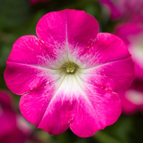 Photos von Blumenvarianten benutzt als: Topf, Beet, Terrasse Petunia hybrida Sanguna® Patio Pink Morn