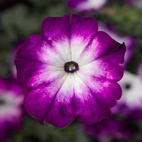 Photos von Blumenvarianten benutzt als: Topf, Beet, Terrasse Petunia hybrida Sanguna® Patio Twirl Purple