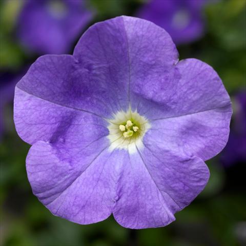 Photos von Blumenvarianten benutzt als: Topf, Beet, Terrasse Petunia hybrida Sanguna® SkyBlue