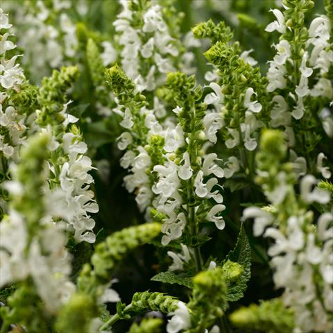 Photos von Blumenvarianten benutzt als: Topf, Beet, Terrasse Salvia x superba Bordeau™ White