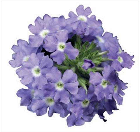 Photos von Blumenvarianten benutzt als: Topf, Beet, Terrasse Verbena hybrida Lanai® Blue Eyes