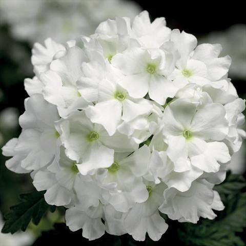 Photos von Blumenvarianten benutzt als: Topf, Beet, Terrasse Verbena hybrida Lanai® White Improved