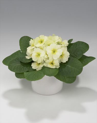 Photos von Blumenvarianten benutzt als: Ampel/Topf Primula acaulis, veris, vulgaris Mega Lime