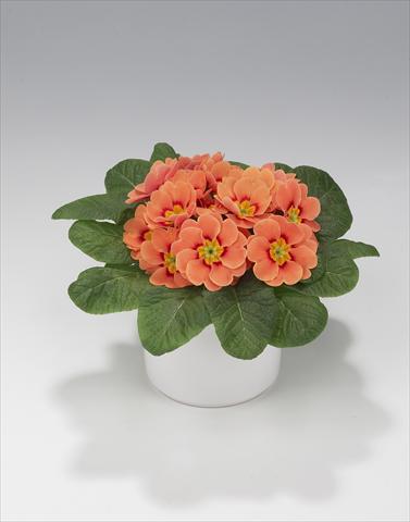 Photos von Blumenvarianten benutzt als: Ampel/Topf Primula acaulis, veris, vulgaris Mega Orange Picotée