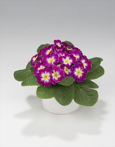 Photos von Blumenvarianten benutzt als: Ampel/Topf Primula acaulis, veris, vulgaris Mega Purple Picotée