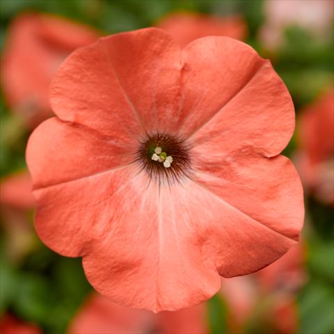 Photos von Blumenvarianten benutzt als: Topf, Beet, Terrasse Petunia hybrida Sanguna® Salmon
