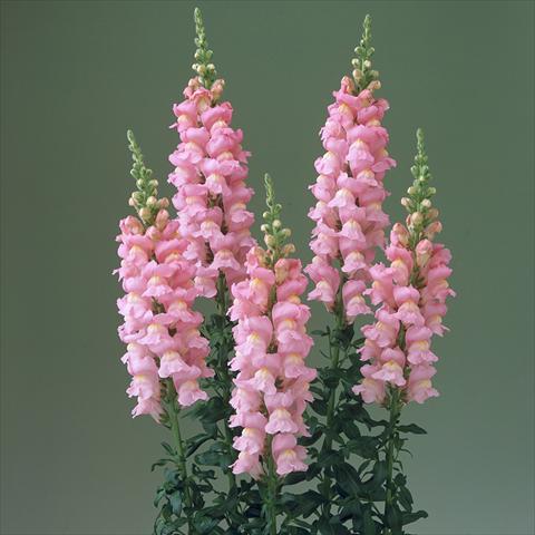 Photos von Blumenvarianten benutzt als: Topf und Beet Antirrhinum majus F1 Legend Pink