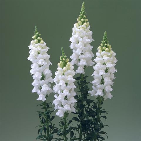 Photos von Blumenvarianten benutzt als: Topf und Beet Antirrhinum majus F1 Legend White