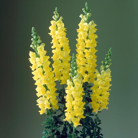Photos von Blumenvarianten benutzt als: Topf und Beet Antirrhinum majus F1 Legend Yellow