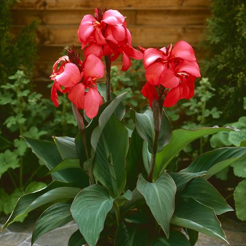 Photos von Blumenvarianten benutzt als: Terrasse, Topf Canna hybrida Cannova® F1 Rose