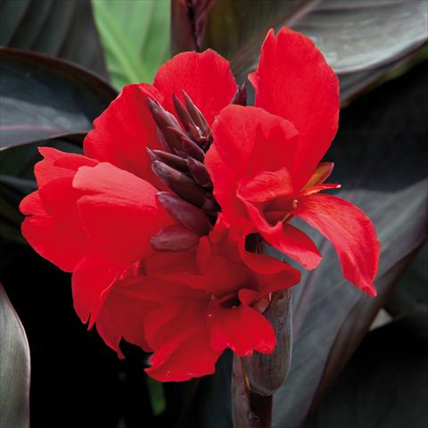 Photos von Blumenvarianten benutzt als: Terrasse, Topf Canna hybrida Cannova® Scarlet Bronze