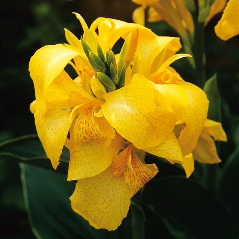 Photos von Blumenvarianten benutzt als: Terrasse, Topf Canna hybrida Cannova® Yellow