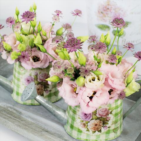 Photos von Blumenvarianten benutzt als: Schnittblume Lisianthus (Eustoma grandiflorum) Corelli Light Pink