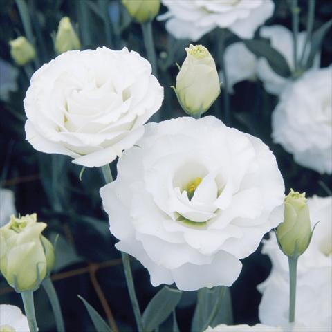 Photos von Blumenvarianten benutzt als: Schnittblume Lisianthus (Eustoma grandiflorum) Croma Silky White