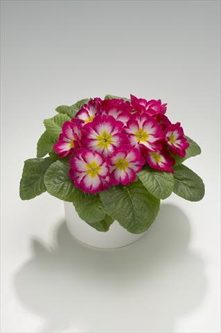 Photos von Blumenvarianten benutzt als: Ampel/Topf Primula acaulis, veris, vulgaris Mega Rose Picotée