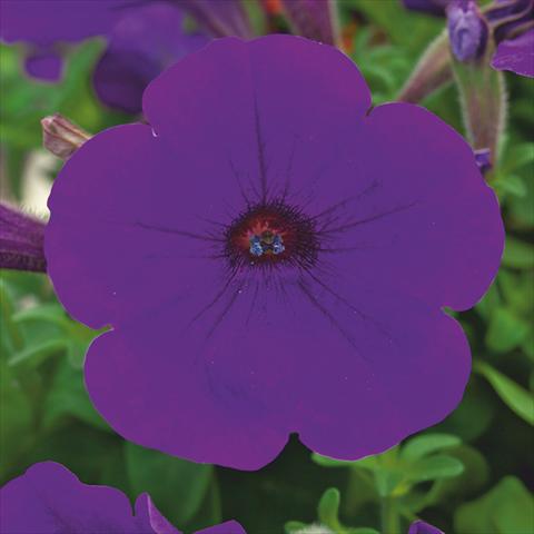 Photos von Blumenvarianten benutzt als: Topf, Beet, Terrasse Petunia hybrida F1 Trilogy Blue