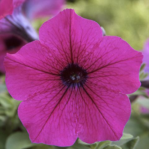 Photos von Blumenvarianten benutzt als: Topf, Beet, Terrasse Petunia hybrida F1 Trilogy Purple
