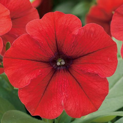 Photos von Blumenvarianten benutzt als: Topf, Beet, Terrasse Petunia hybrida F1 Trilogy Red