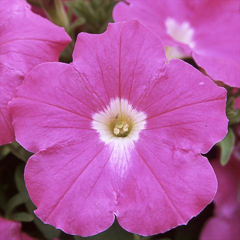 Photos von Blumenvarianten benutzt als: Topf, Beet, Terrasse Petunia hybrida F1 Trilogy Rose