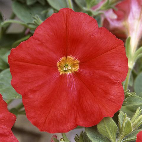 Photos von Blumenvarianten benutzt als: Topf, Beet, Terrasse Petunia hybrida F1 Trilogy Scarlet