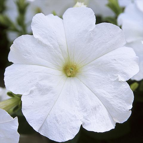 Photos von Blumenvarianten benutzt als: Topf, Beet, Terrasse Petunia hybrida F1 Trilogy White