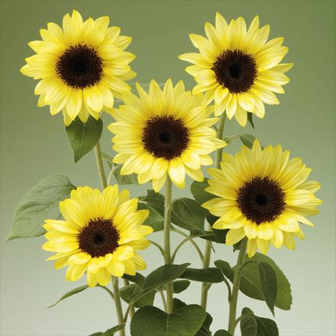 Photos von Blumenvarianten benutzt als: Topf und Beet Helianthus annuus Sunrich® Limoncello Summer F1
