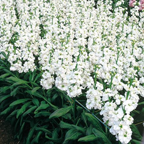 Photos von Blumenvarianten benutzt als: Topf und Beet Matthiola incana Regal White