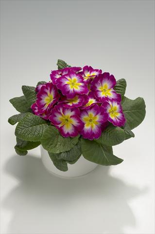 Photos von Blumenvarianten benutzt als: Ampel/Topf Primula acaulis, veris, vulgaris Mega Violet Picotee
