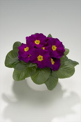 Photos von Blumenvarianten benutzt als: Ampel/Topf Primula acaulis, veris, vulgaris Mega Violet