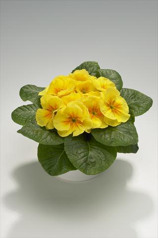 Photos von Blumenvarianten benutzt als: Ampel/Topf Primula acaulis, veris, vulgaris Mega Yellow with Eye