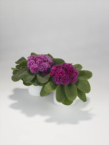 Photos von Blumenvarianten benutzt als: Ampel/Topf Primula acaulis, veris, vulgaris Paloma Lilac Shades