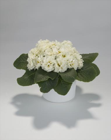 Photos von Blumenvarianten benutzt als: Ampel/Topf Primula acaulis, veris, vulgaris Paloma Lime