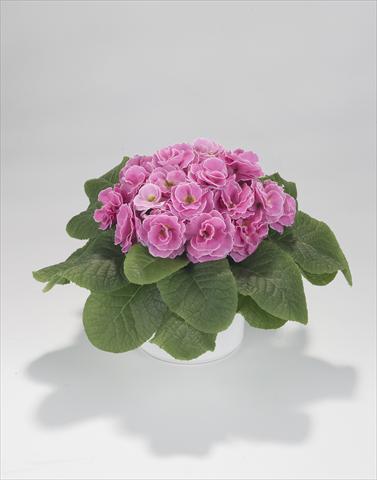 Photos von Blumenvarianten benutzt als: Ampel/Topf Primula acaulis, veris, vulgaris Paloma Pink